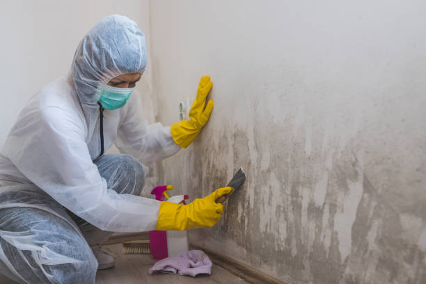Best Attic Mold Removal  in Matamoras, PA
