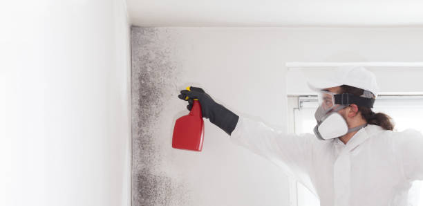Best Fast Mold Removal  in Matamoras, PA