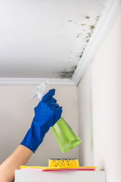 Best Certified Mold Removal  in Matamoras, PA